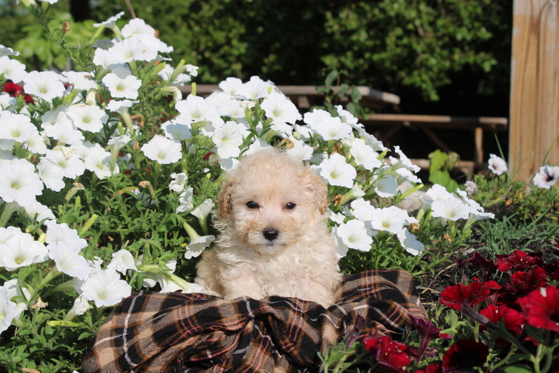 puppy, for, sale, Toy Poodles, Matthew B. Stoltzfus, dog, breeder, Gap, PA, dog-breeder, puppy-for-sale, forsale, nearby, find, puppyfind, locator, puppylocator, aca